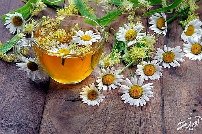 تقویت حافظه با تغذیه مناسب بابونه برای مغز